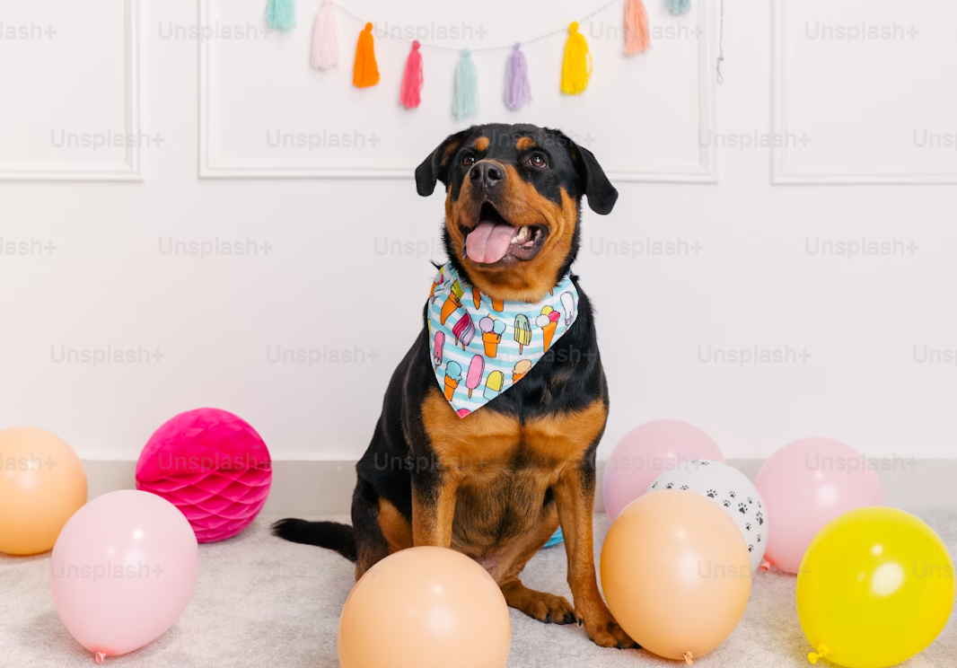 image of dog celebrating birthday